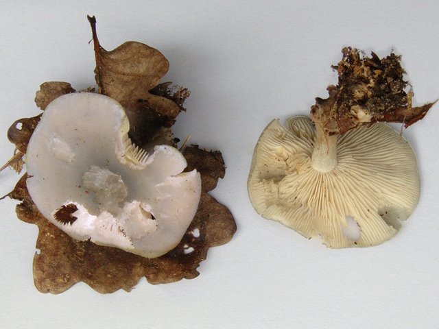 Clitocybe Odora